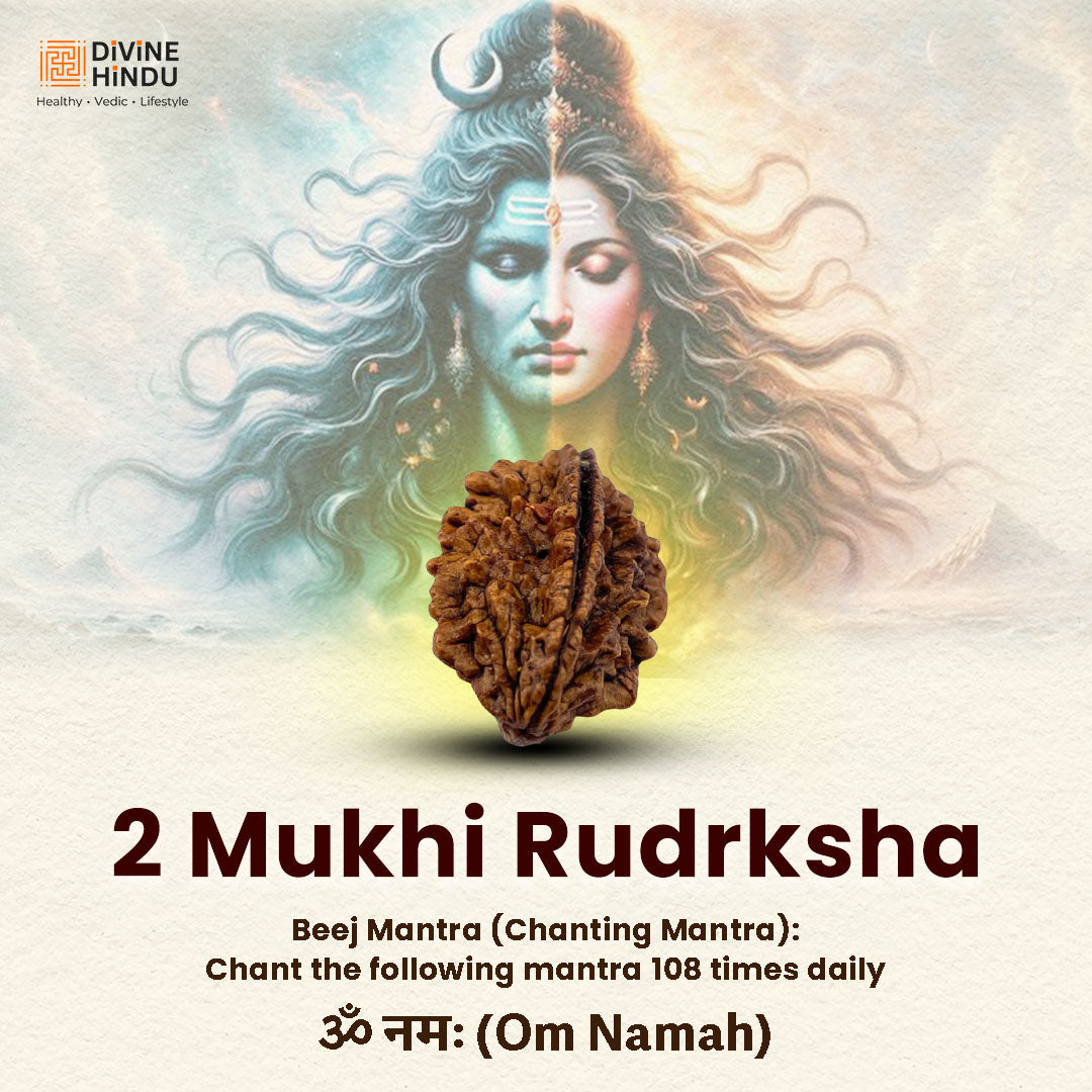 2 Mukhi Rudraksha bead representing unity and harmony | Rudraksha Beej Manta 