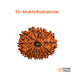 13 Mukhi Rudraksha, Rudraksha 13 Mukhi | Buy Rudraksha Online | Buy 13 Mukhi Rudraksha