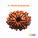 11 Mukhi Rudraksha, Rudraksha 11 Mukhi | Buy 11 Mukhi Rudraksha 

