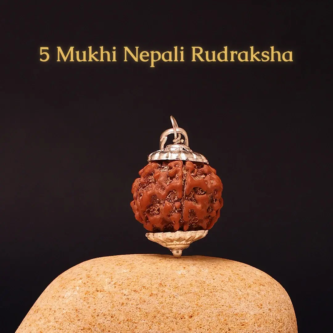 5 Mukhi Lab Tested Certified Nepali Rudraksha