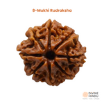 8 Mukhi Rudraksha | Buy 8 Mukhi Rudraksha | Rudraksha 8 Mukhi
