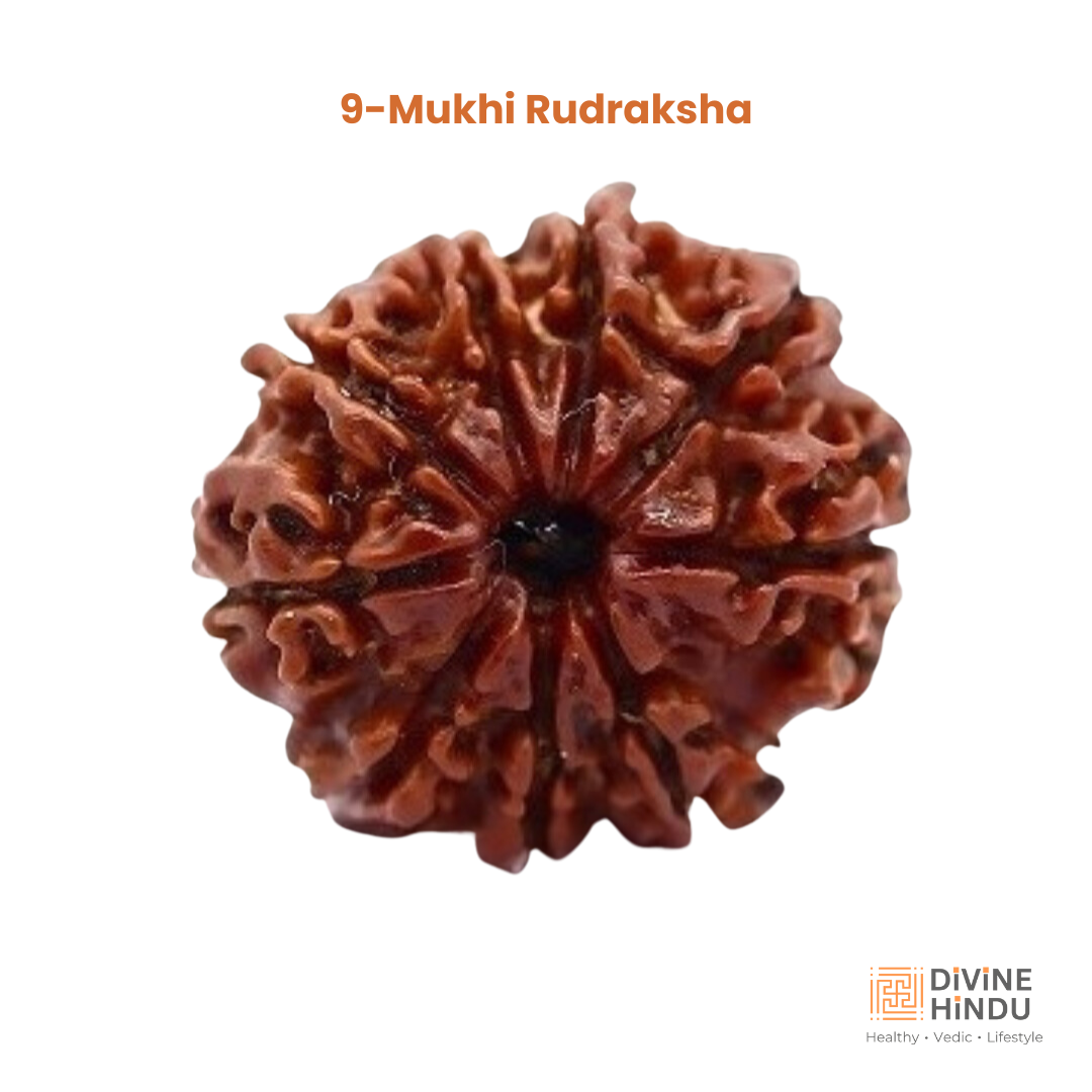 9 Mukhi Rudraksha | Rudraksha 9 Mukhi  | Buy 9 Mukhi Rudraksha 