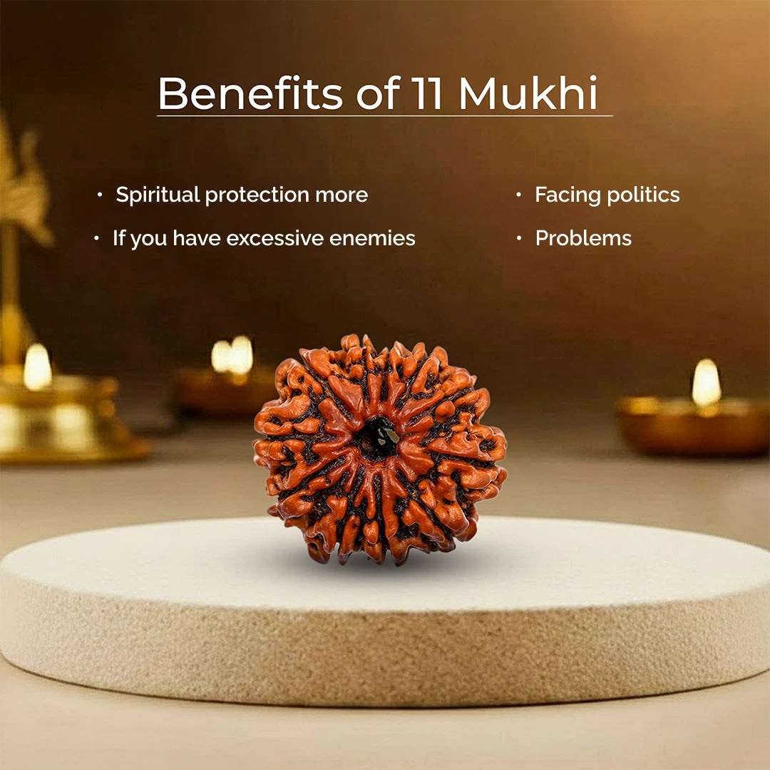 11 Mukhi Lab Tested Certified Rudraksha