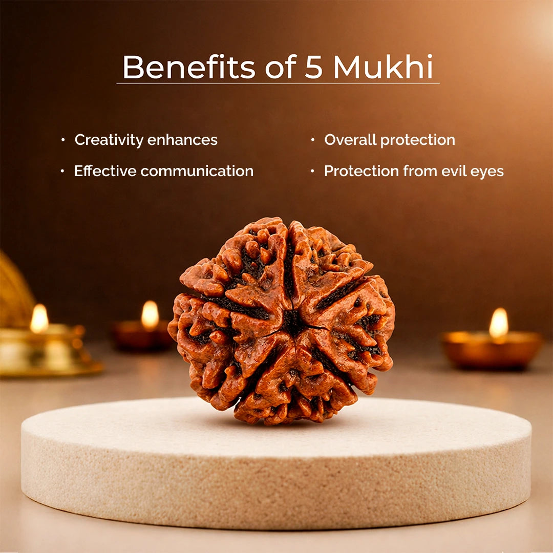 5 Mukhi Lab Tested Certified Nepali Rudraksha