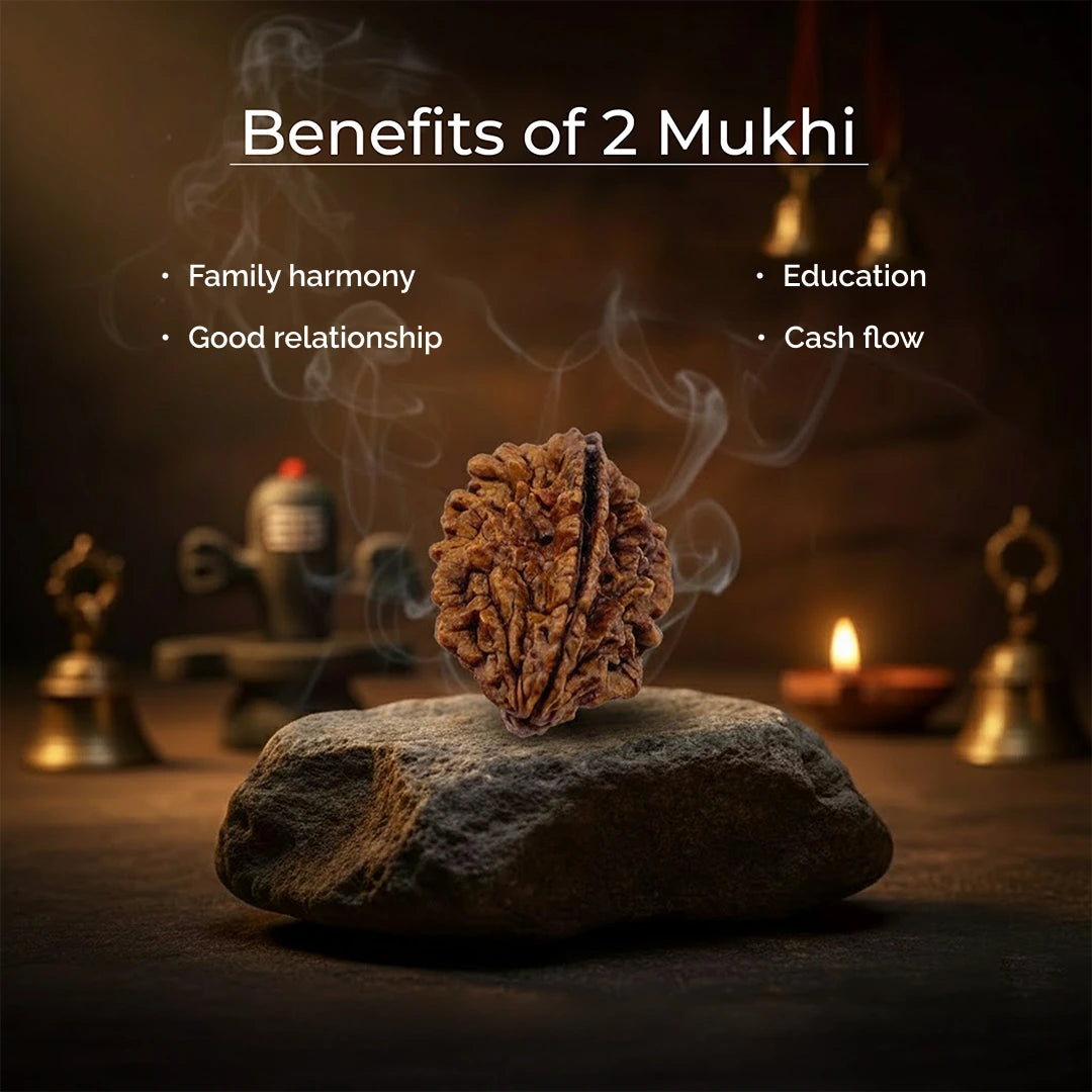 2 Mukhi Lab Tested Certified Rudraksha