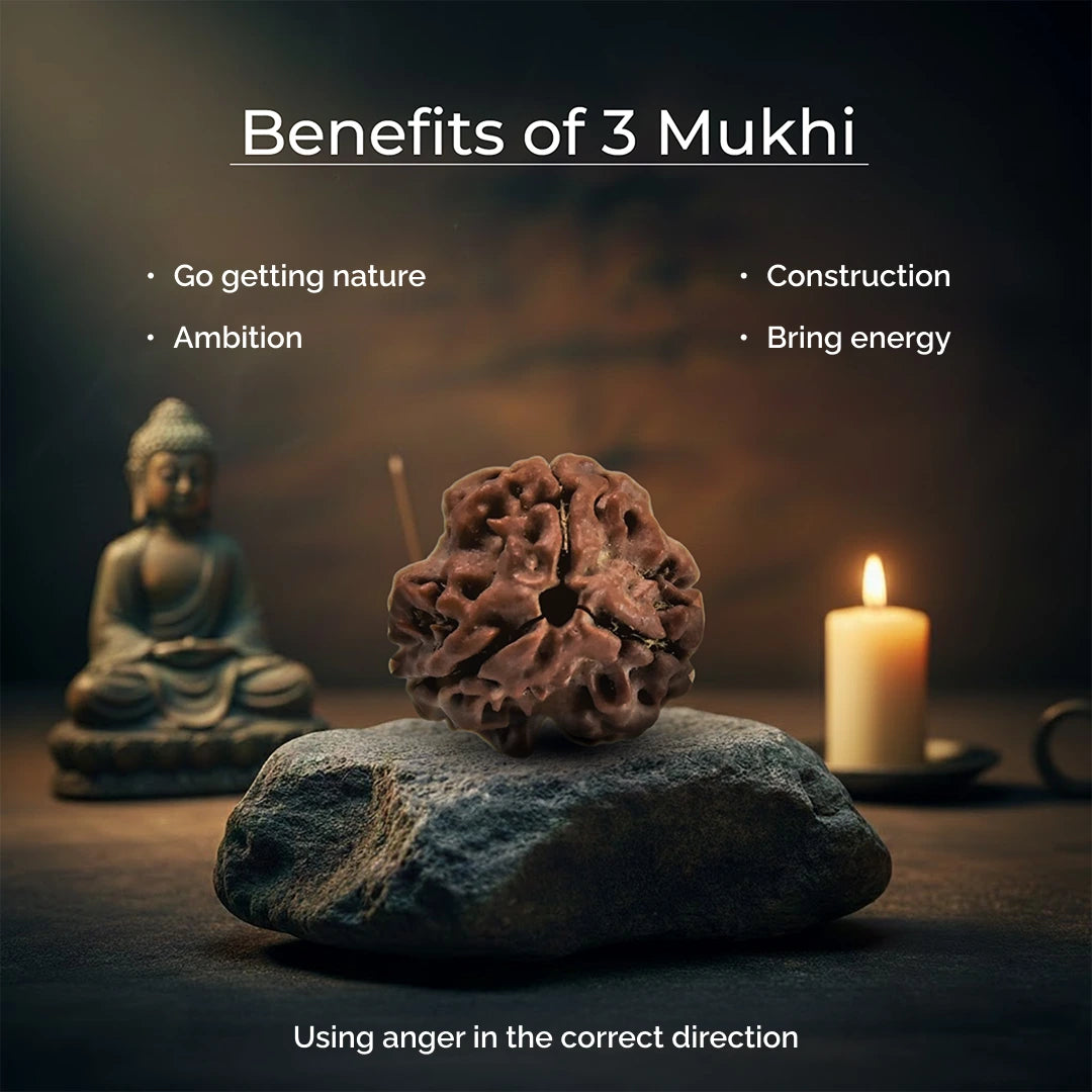 3 Mukhi Lab Certified Rudraksha