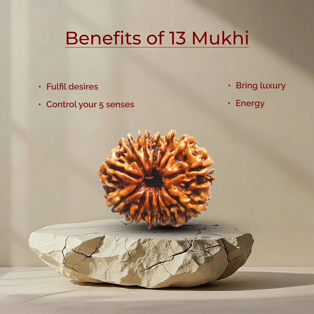 13 Mukhi Lab Tested Certified Rudraksha