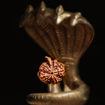 Ganesh Mukhi Rudraksha