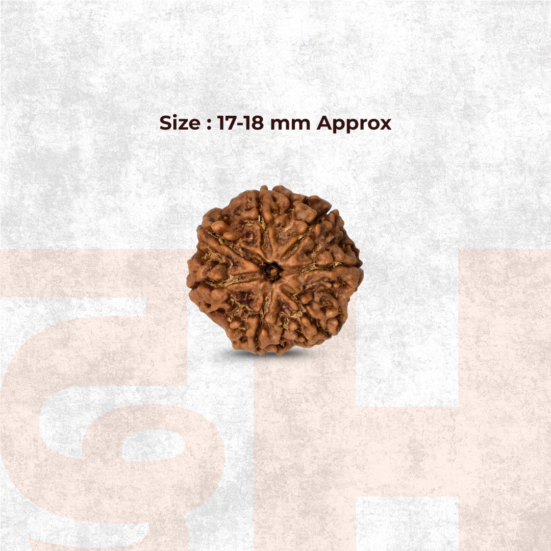 7 Mukhi Lab Tested Certified Nepali Rudraksha