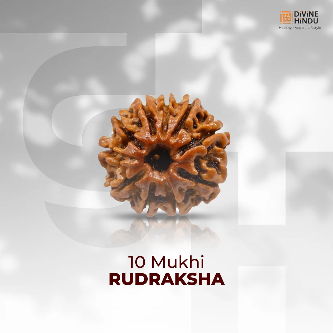 10 Mukhi Lab Tested Certified Rudraksha