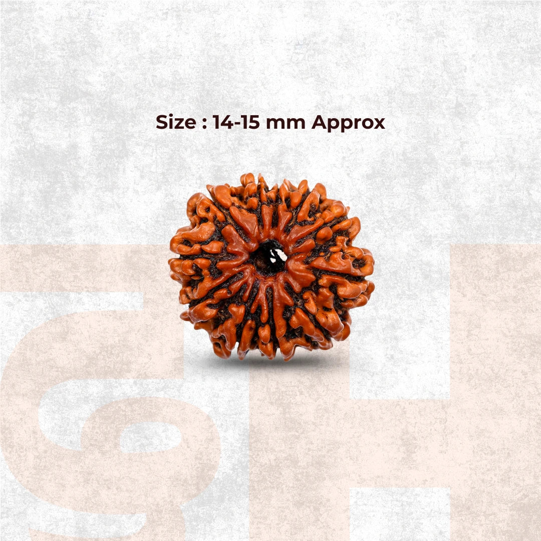 11 Mukhi Lab Tested Certified Rudraksha