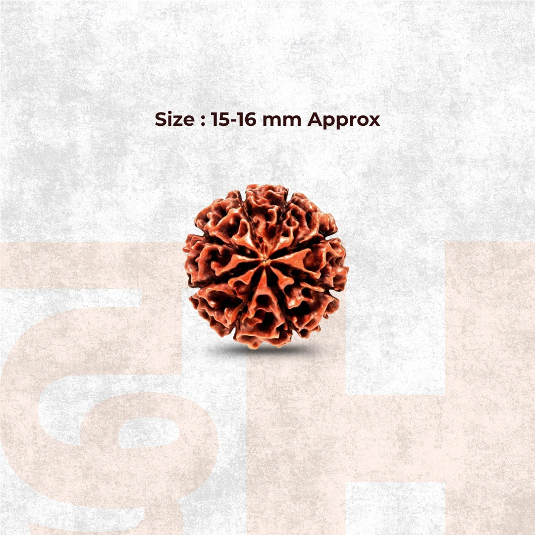 8 Mukhi Lab Tested Certified Rudraksha