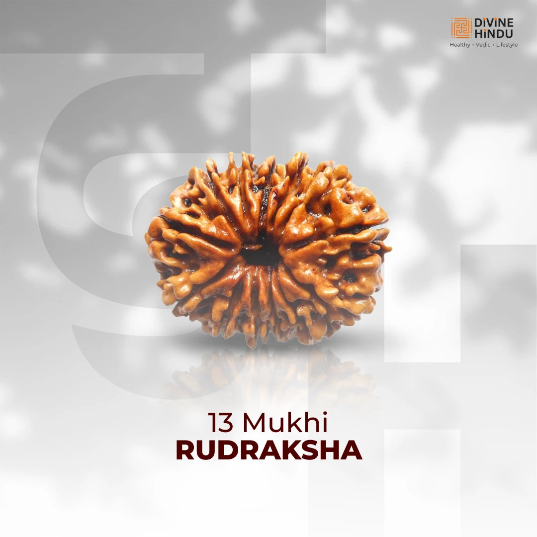 13 Mukhi Lab Tested Certified Rudraksha