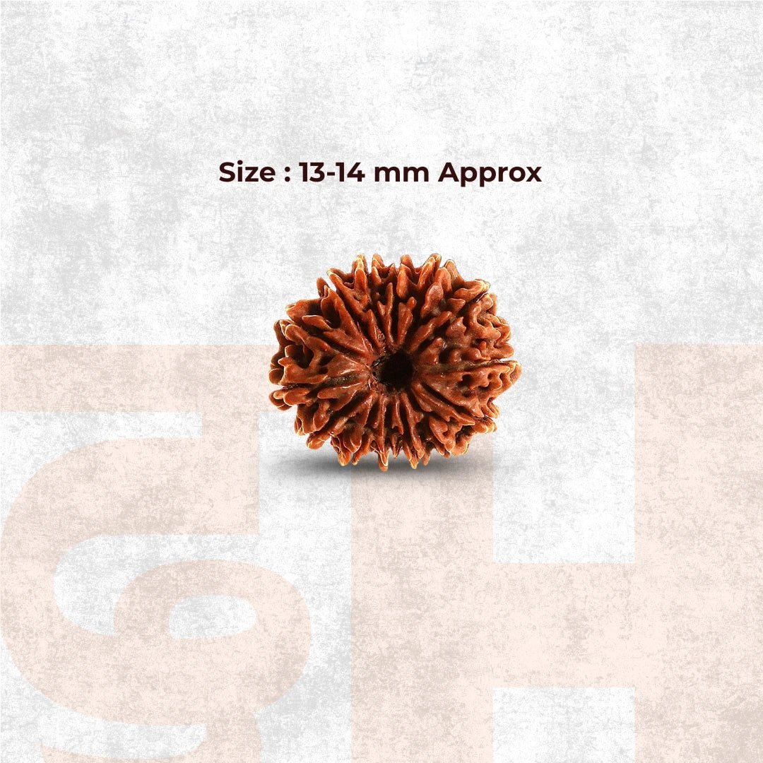 14 Mukhi Lab Tested Certified Rudraksha
