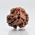 3 Mukhi Rudraksha |  bead associated with Agni, symbolizing the fire of transformation | 3 Mukhi original Nepali Rudraksha 