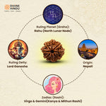 8 Mukhi Rudraksha | Rudraksha 8 Mukhi  | 