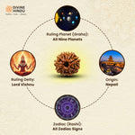 10 Mukhi Rudraksha | Rudraksha 10 Mukhi | Buy 10 Mukhi Rudraksha | 
