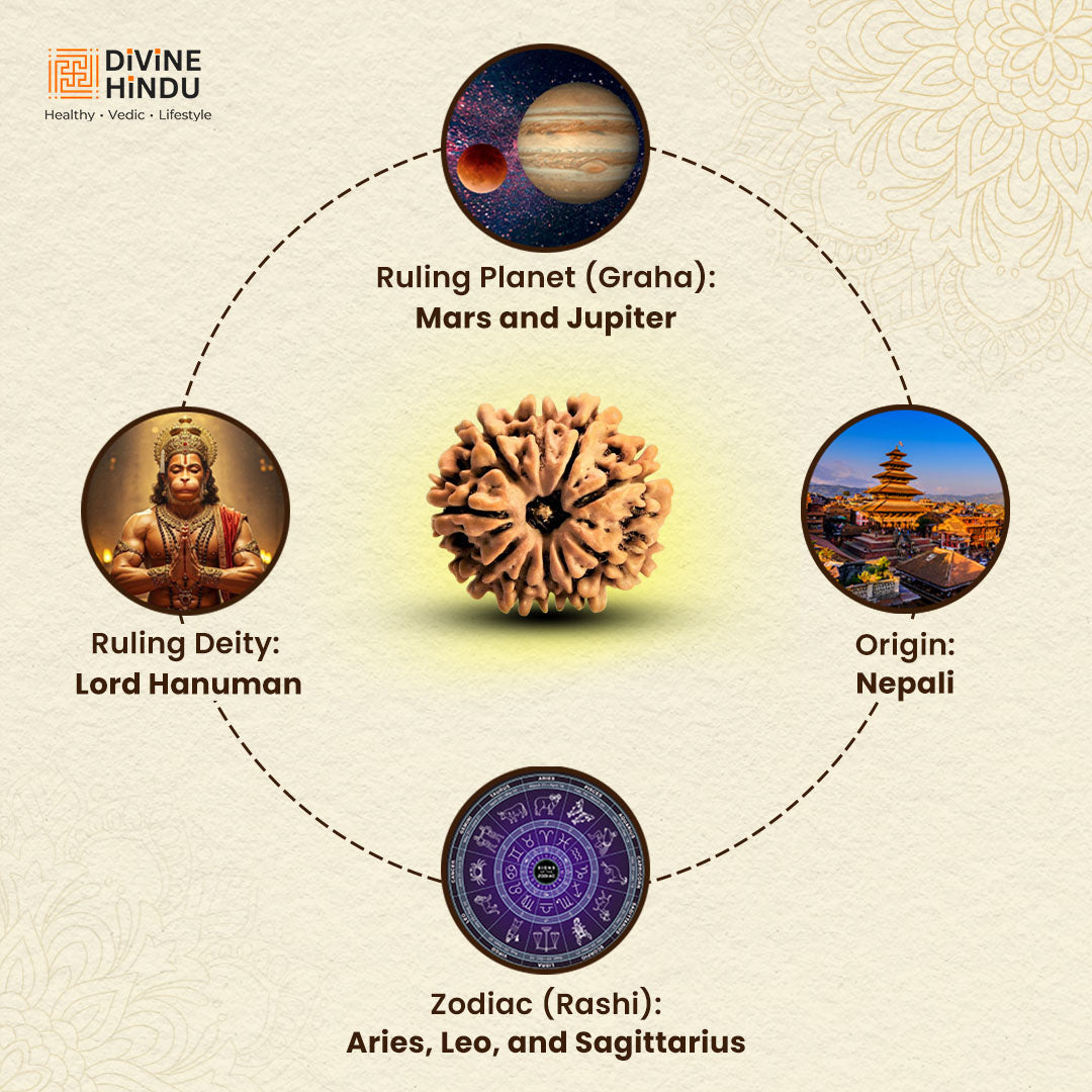 11 Mukhi Rudraksha | Rudraksha 11 Mukhi  | 