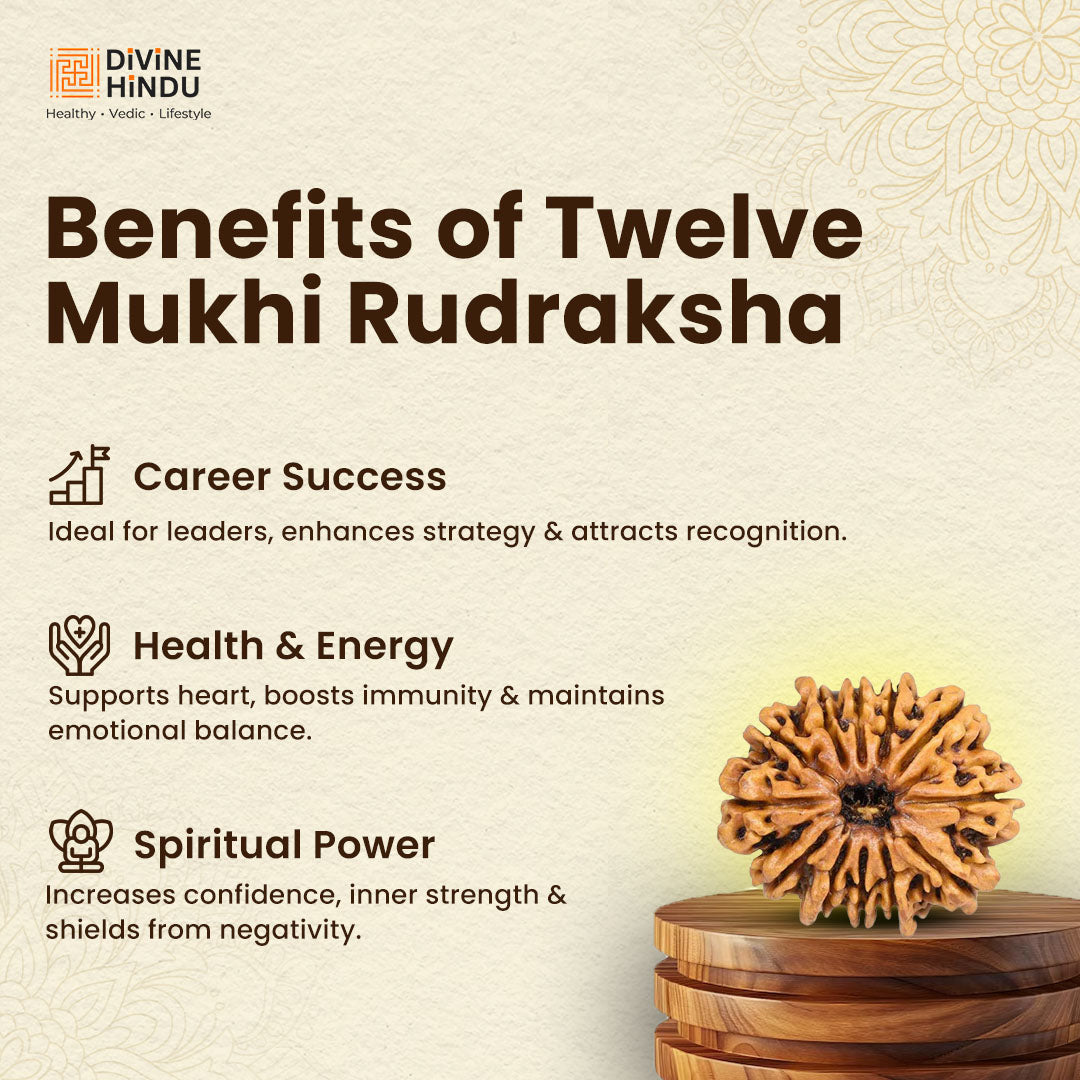 12 Mukhi Lab Tested Certified Rudraksha