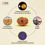 13 Mukhi Rudraksha | Benefits 13 Mukhi