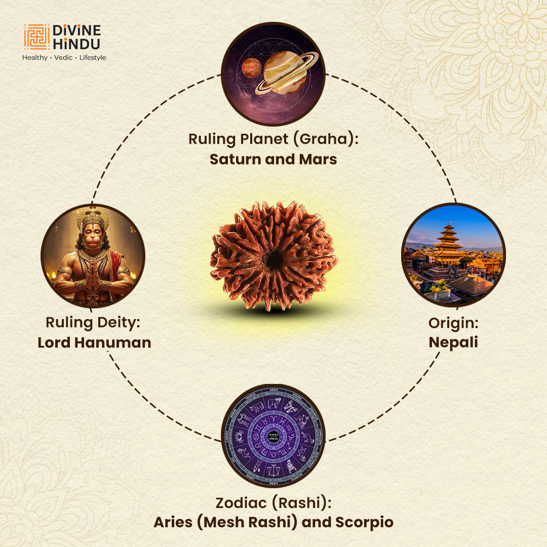 14 Mukhi Rudraksha | Benefits of 14 Mukhi Rudraksha 