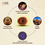 14 Mukhi Rudraksha | Benefits of 14 Mukhi Rudraksha 