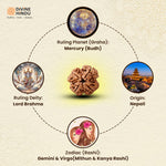 4 Mukhi Rudraksha | Ruling Planet, Ruling Deity | Origin | Zodiac of 4 Mukhi Rudraksha